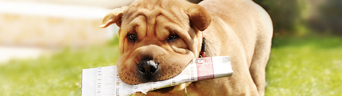 vca centennial valley animal hospital