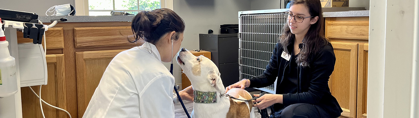 Veterinarian and support staff giving dog an exam at VCA Chancellor Animal Hospital