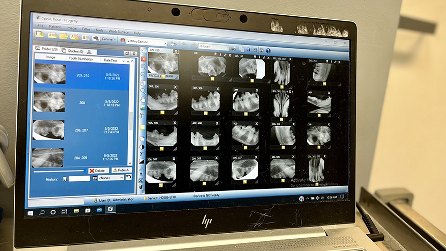 Dental x-rays at VCA Chancellor Animal Hospital
