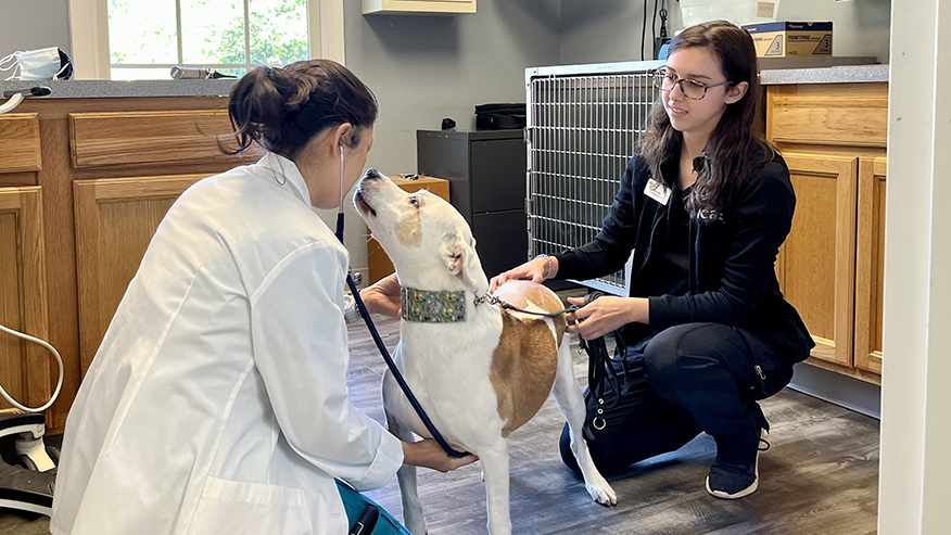 Veterinarian and support staff giving dog an exam at VCA Chancellor Animal Hospital