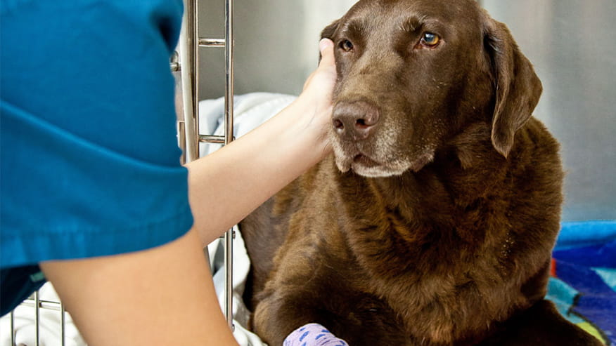 VCA Chanhassen Animal Hospital Surgery