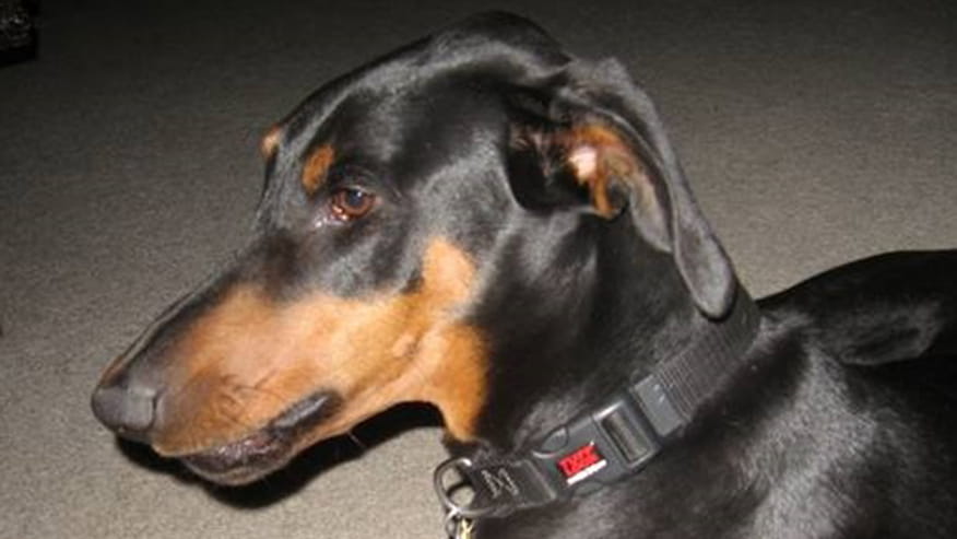 Adult Senior Wellness