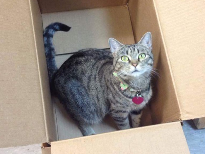 Vca Chestatee Animal Hospital Staff Page