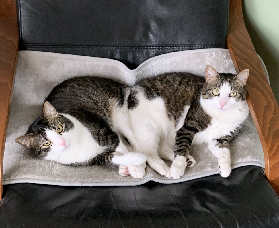 Two white and tabby striped cats at VCA Chicago North Animal Hospital