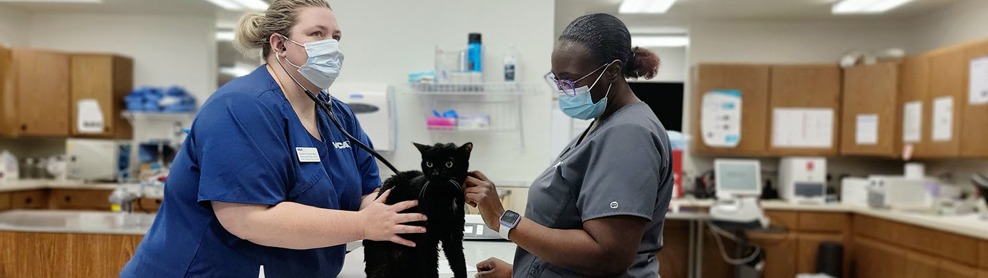 VCA Choptank veterinary staff giving a cat an exam