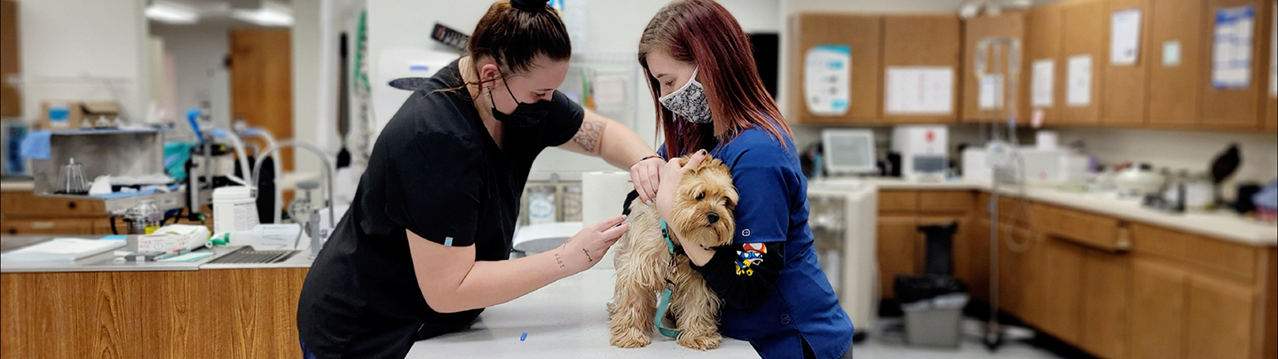 Dog getting vaccine at VCA Choptank Animal Hospital