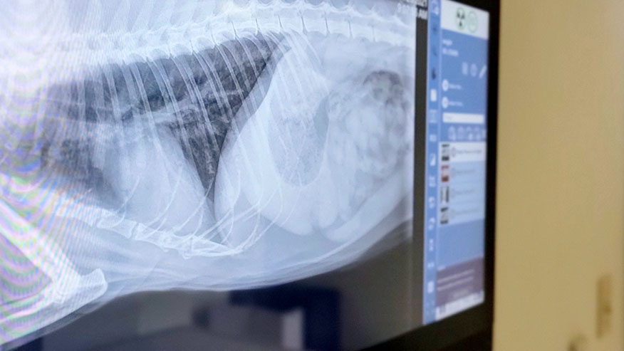 Digital imaging of a pet's abdomen