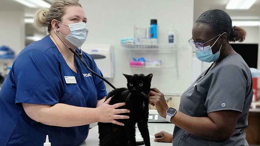 VCA Choptank veterinary staff giving a cat an exam