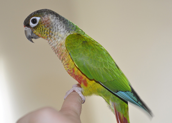 Proventricular Dilatation in Birds | VCA Animal Hospital