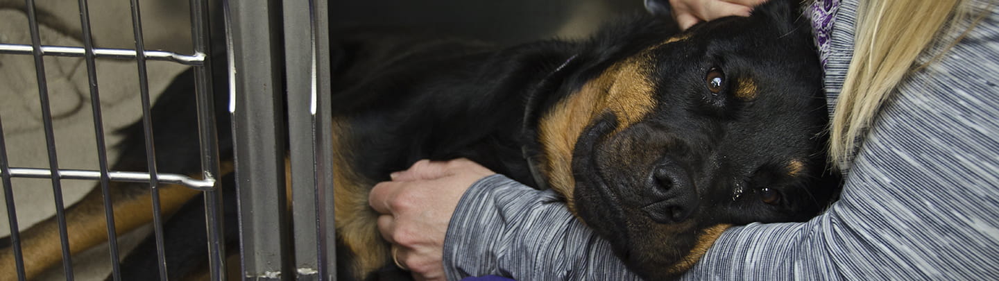 Preventive Care in Ithaca, NY | VCA Colonial Animal ...