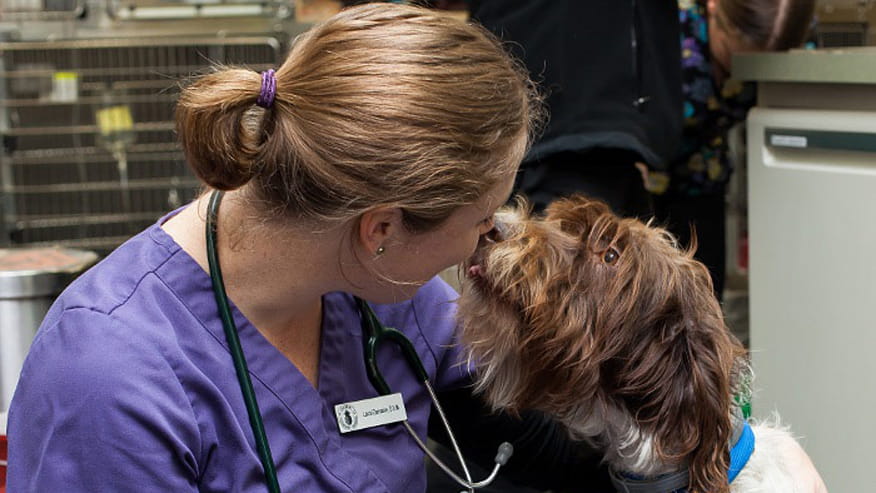 Our Services in Ithaca, NY | VCA Colonial Animal Hospital ...