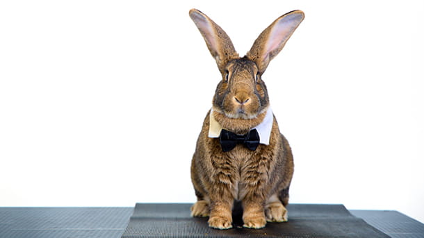 Rabbit wearing a bowtie