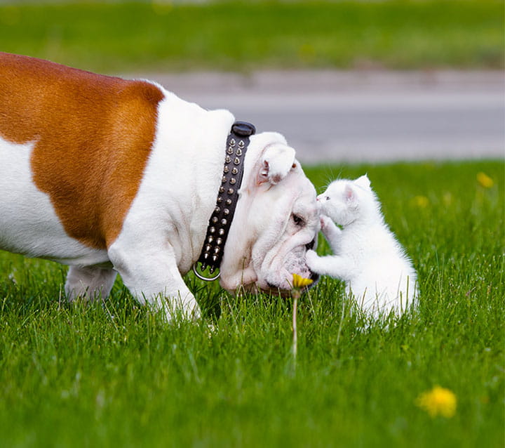 conewago animal hospital