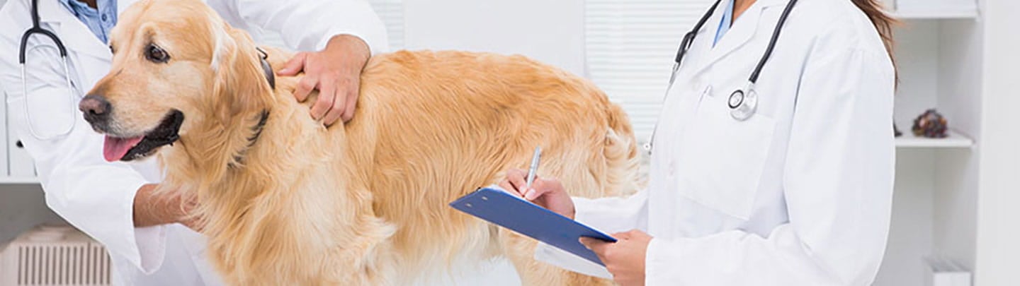 vca crocker animal hospital