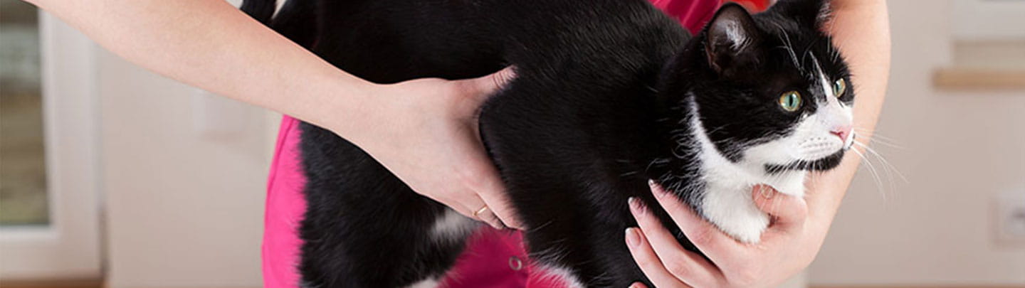 vca crocker animal hospital