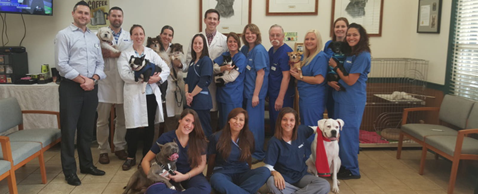 snake plant safe for cats and dogs