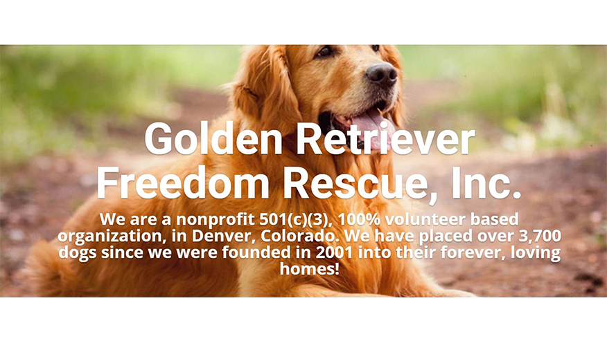 Golden Retriever Freedom Rescue