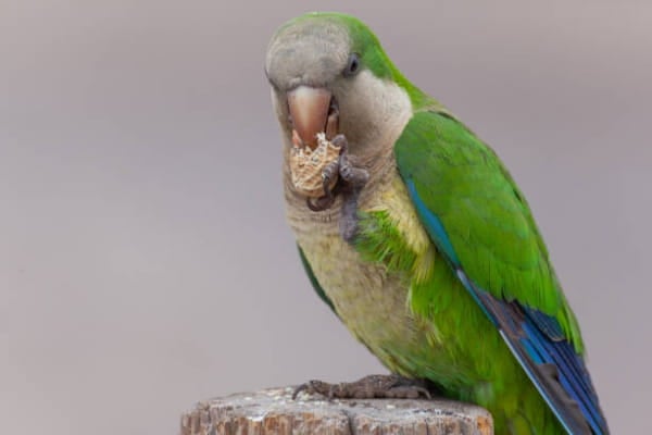 quaker parrot fruits and veggies