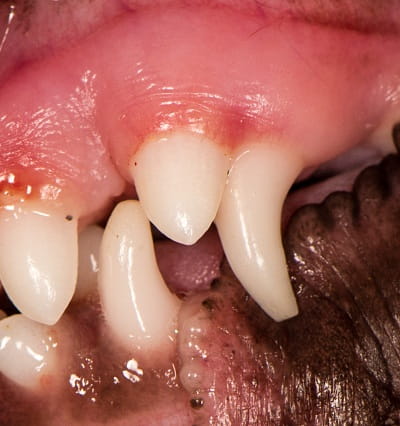 Persistent Deciduous Teeth (Baby Teeth) in Dogs | VCA Animal Hospital