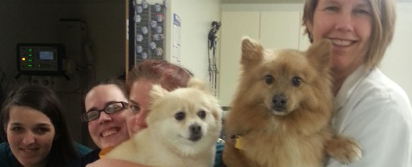 Veterinarians in Vancouver, WA VCA East Mill Plain Animal Hospital