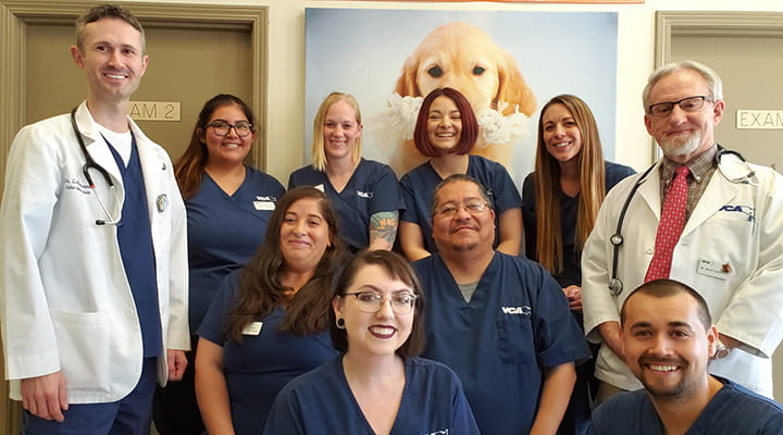 are tulips safe for dogs