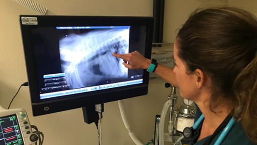 876x493 encina digital radiology