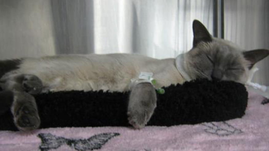 876x493 encina emergency care