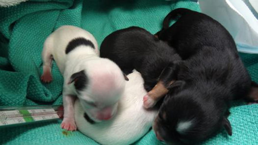 876x493 encina spays and neuters