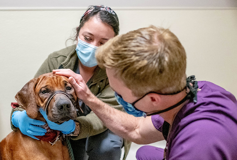 Doctors Examining Dog