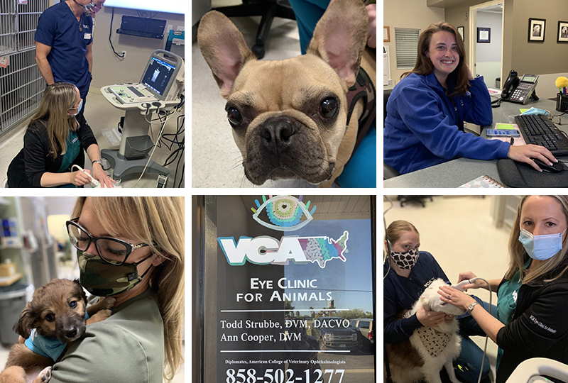 Our Hospital at VCA Eye Clinic for Animals