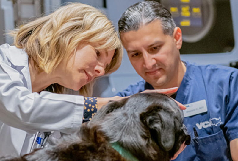 For Veterinarians for-veterinarians