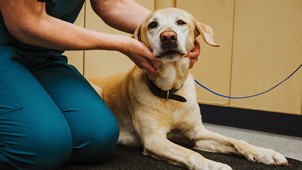 Veterinary staff petting senior yellow lab