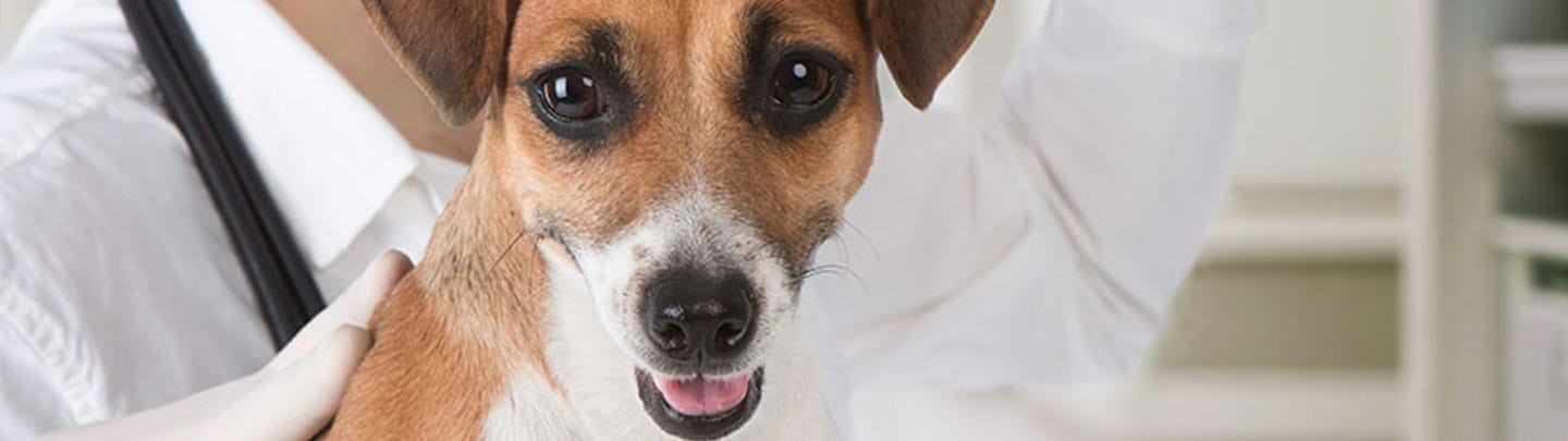 feist animal hospital