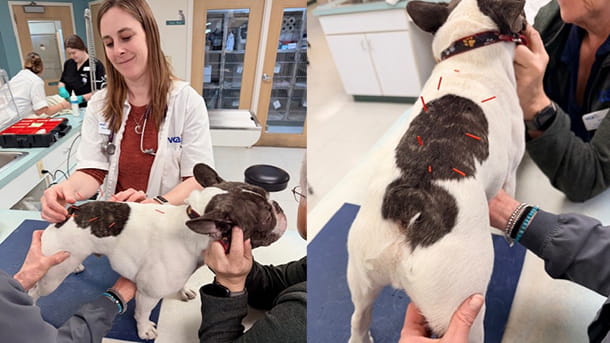Dog receiving acupuncture services at VCA Findlay Animal Hospital