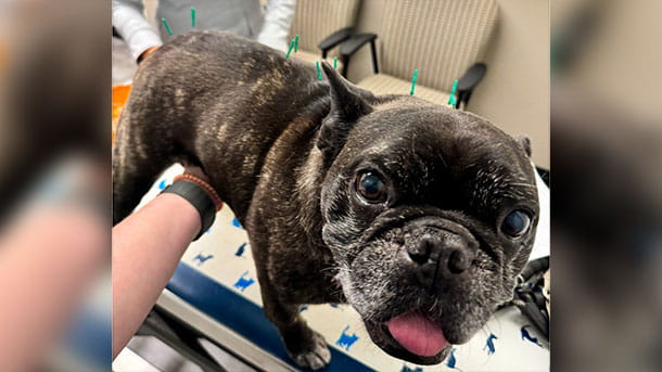 Dog receiving acupuncture at VCA Flannery Animal Hospital