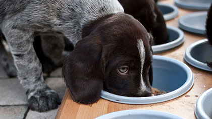 VCA Charities - Picture of a puppy eating from a dish with other hungry pups