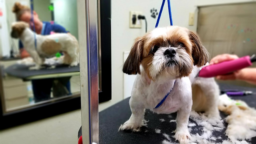 Pet Grooming Services at VCA Fort Worth Animal Medical Center