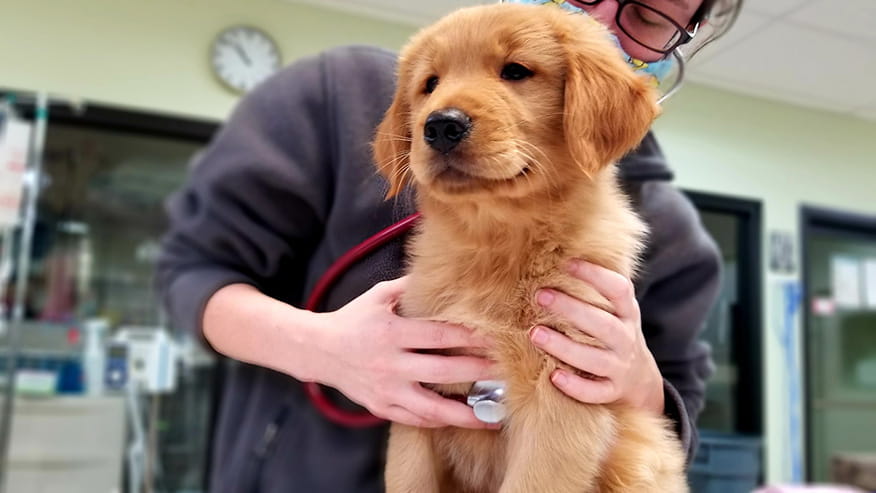 vca fort worth animal medical center