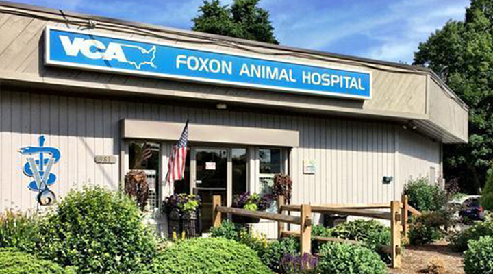 foxon veterinary hospital