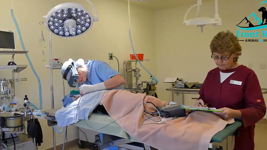 VCA Front Range Animal Hospital Surgery