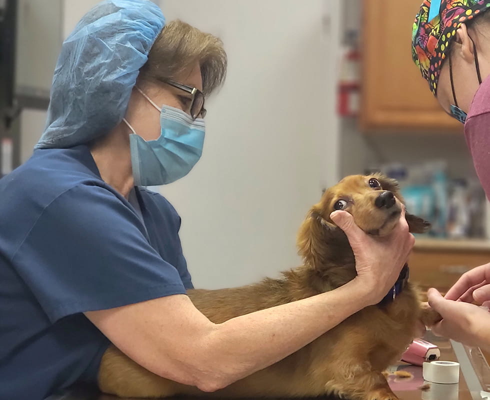 VCA Glasgow Animal Hospital Staff Page