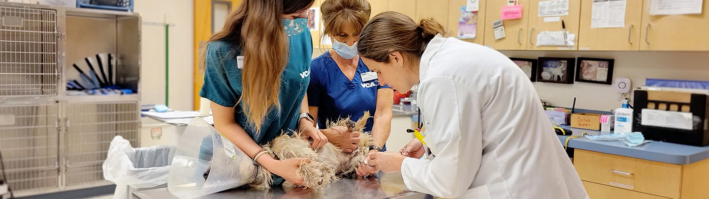 Dog exam at VCA Gwynedd Animal Hospital