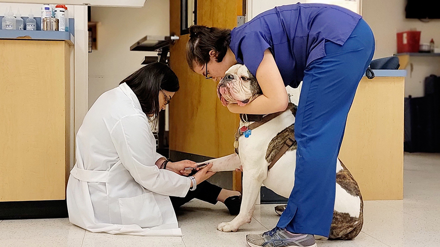 Dog toe exam at VCA Gwynedd Animal Hospital