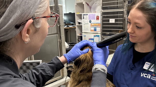 Cryopen being used on a dog at VCA Hawthorn Animal Hospital
