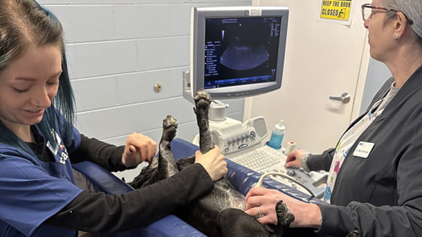 Ultrasound being performed on a dog at VCA Hawthorn Animal Hospital