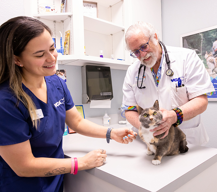 VCA Health Associates staff with cat