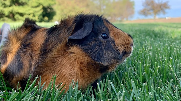 Calico guinea pig in the grass