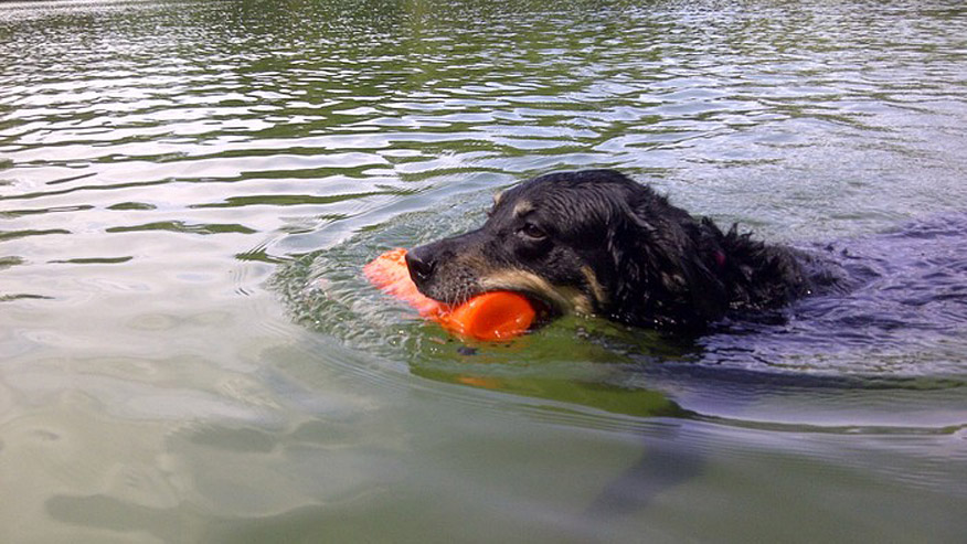 VCA Hollywood Animal Hospital dog retrieving in water