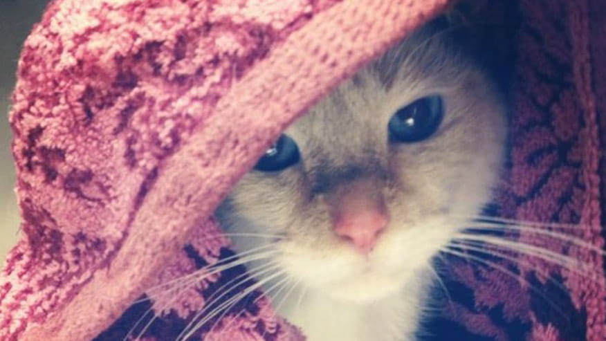 Cat Boarding In Hollywood Fl Vca Hollywood Animal Hospital