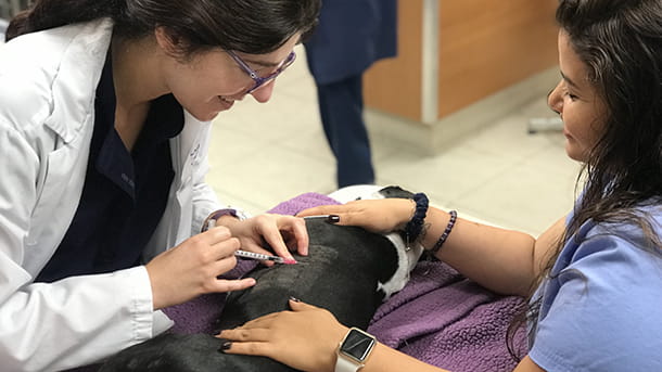 Canine dermatology appointment at VCA Hollywood Animal Hospital